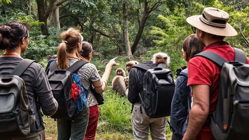 Photorealistic, professional photography, 8K, cinematic lighting, sharp focus, depth of field, shot on a high-end DSLR. A diverse group of travelers, led by a knowledgeable eco-tour guide, observing a group of rescued monkeys from a respectful distance in a lush, natural sanctuary. The guide is pointing to a sign with ethical viewing guidelines, and the travelers are engaged and clearly understanding the importance of respectful observation.