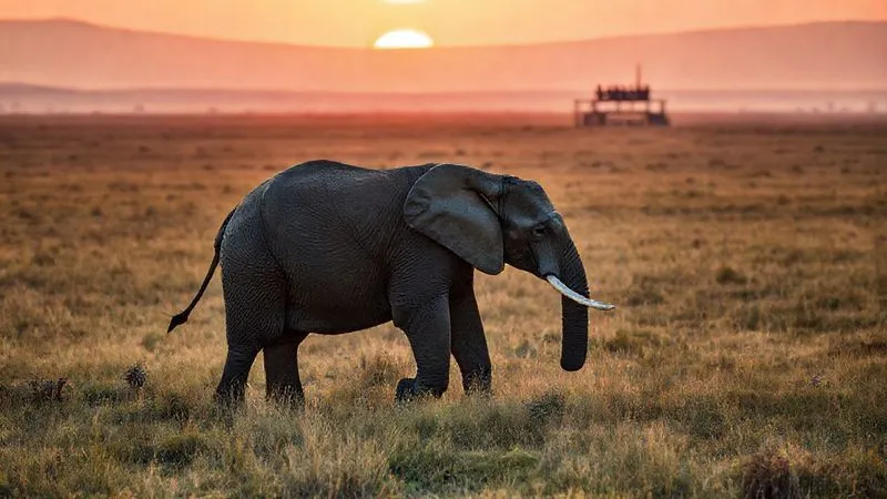 Photorealistic, professional photography, 8K, cinematic lighting, sharp focus, depth of field, shot on a high-end DSLR. A majestic, healthy elephant freely roaming in a vast, pristine natural landscape at dawn, with a silhouette of a distant, small group of respectful observers on a viewing platform. The scene evokes hope, freedom, and the success of ethical conservation efforts, with soft, golden light.