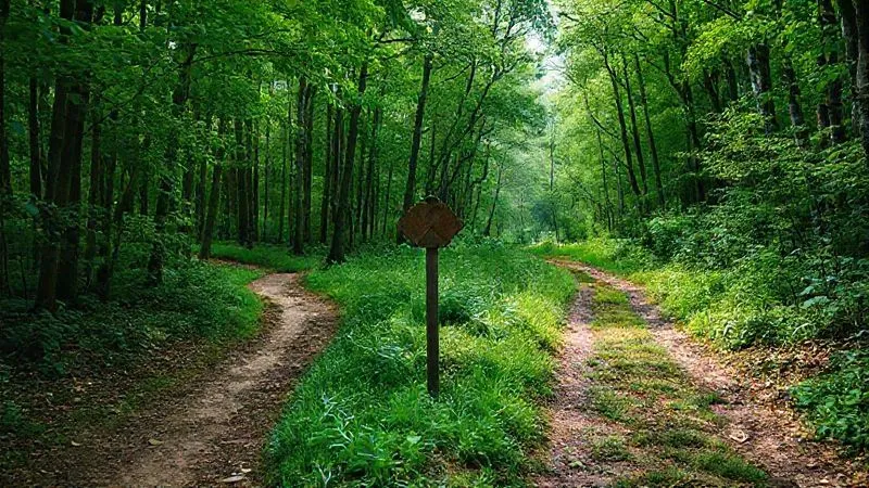 A photorealistic image depicting two paths diverging in a lush green forest. One path is clearly marked with thriving trees and clear water, symbolizing genuine environmental impact. The other path is overgrown and littered, representing greenwashing, with a faint, misleading sign. Cinematic lighting, sharp focus on the path marker, depth of field. Shot on a high-end DSLR, 8K hyper-detailed.