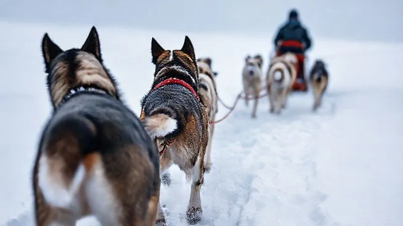 Photorealistic, professional photography of a team of sled dogs pulling a sled through deep snow. One dog in the lead position is looking back at the musher, who is visible in the background on the sled. The scene captures the essence of teamwork and resilience. Cinematic lighting, sharp focus, depth of field, 8K hyper-detailed, shot on a high-end DSLR.